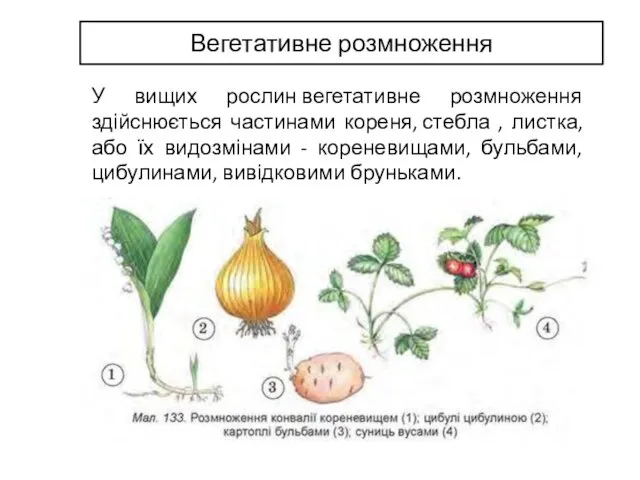 У вищих рослин вегетативне розмноження здійснюється частинами кореня, стебла , листка,