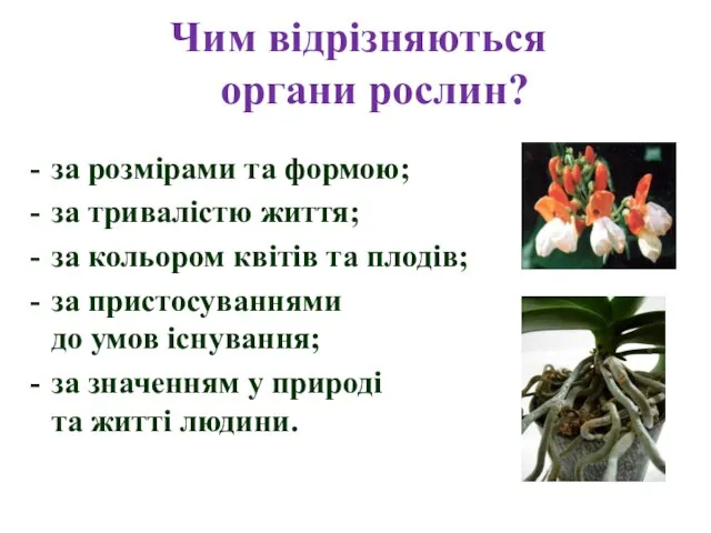 за розмірами та формою; за тривалістю життя; за кольором квітів та