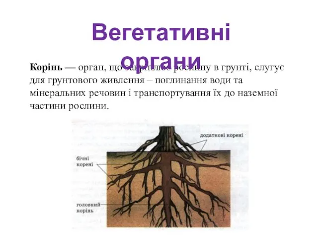 Корінь — орган, що закріплює рослину в грунті, слугує для грунтового