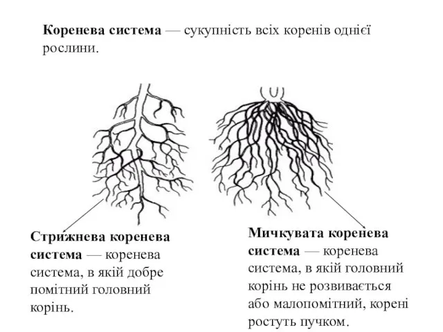 Мичкувата коренева система — коренева система, в якій головний корінь не