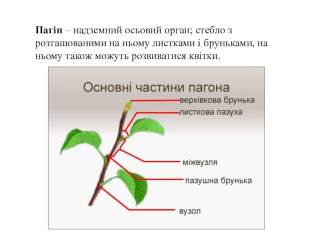 Пагін – надземний осьовий орган; стебло з розташованими на ньому листками