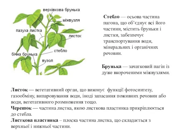 Листок — вегетативний орган, що виконує функції фотосинтезу, газообміну, випаровування води,