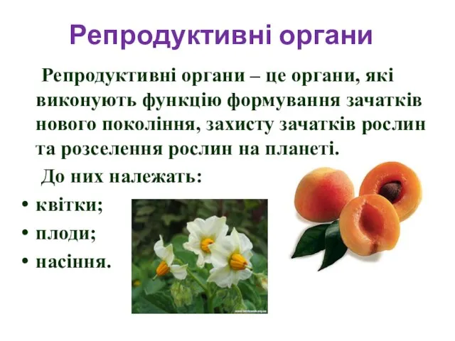 Репродуктивні органи – це органи, які виконують функцію формування зачатків нового