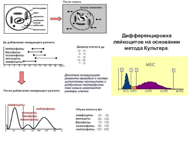 Дифференцировка лейкоцитов на основании метода Культера.