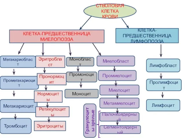 СТВОЛОВАЯ КЛЕТКА КРОВИ КЛЕТКА-ПРЕДШЕСТВЕННИЦА МИЕЛОПОЭЗА КЛЕТКА-ПРЕДШЕСТВЕННИЦА ЛИМФОПОЭЗА Мегакариобласт Промегакариоцит Мегакариоцит Тромбоцит