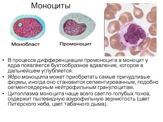 Моноциты В процессе дифференциации промоноцита в моноцит у ядра появляется бухтообразное