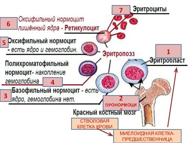 1 2 ПРОНОРМОЦИТ 3 4 5 6 7 МИЕЛОИДНАЯ КЛЕТКА-ПРЕДШЕСТВЕННИЦА СТВОЛОВАЯ КЛЕТКА КРОВИ