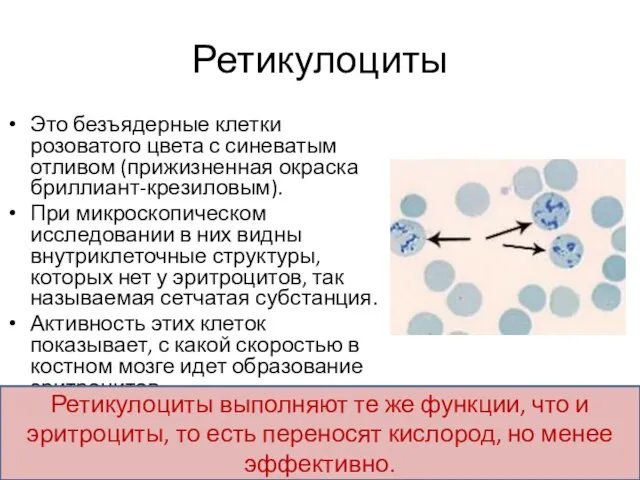 Ретикулоциты Это безъядерные клетки розоватого цвета с синеватым отливом (прижизненная окраска