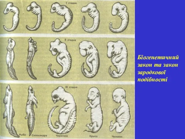 Біогенетичний закон та закон зародкової подібності