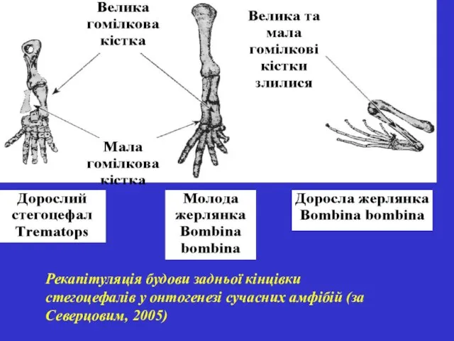 Рекапітуляція будови задньої кінцівки стегоцефалів у онтогенезі сучасних амфібій (за Северцовим, 2005)