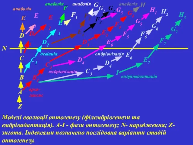 Моделі еволюції онтогенезу (філембріогенези та ембріоадаптація). A-І - фази онтогенезу; N-