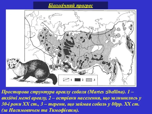 Просторова структура ареалу соболя (Martes zibellina). 1 – вихідні межі ареалу,