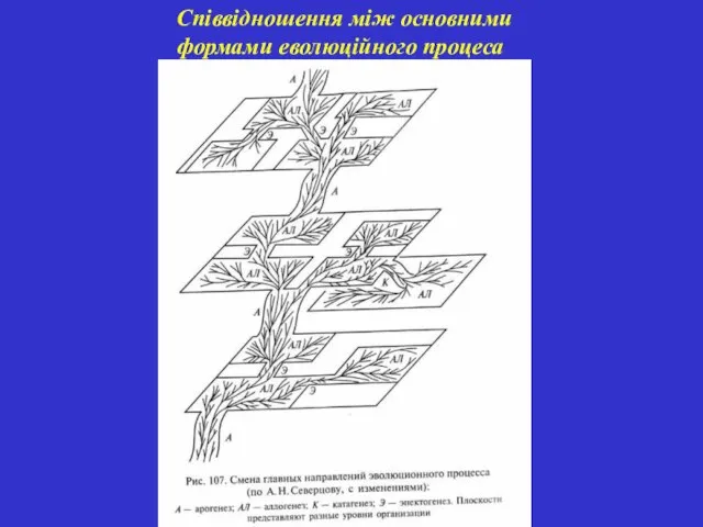 Співвідношення між основними формами еволюційного процеса