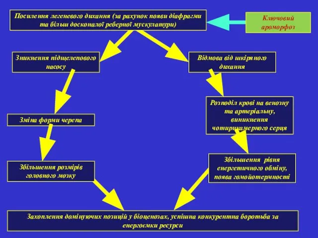 Посилення легеневого дихання (за рахунок появи діафрагми та більш досконалої реберної мускулатури)