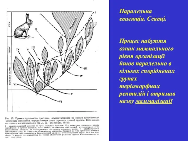 Паралельна еволюція. Ссавці. Процес набуття ознак маммального рівня організації йшов паралельно