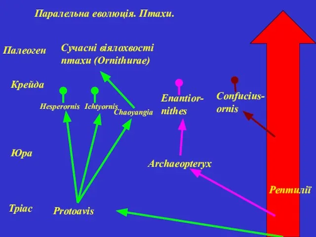 Паралельна еволюція. Птахи. Рептилії Тріас Юра Крейда Палеоген Protoavis Hesperornis Ichtyornis