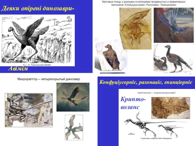 Деяки опірені динозаври-протоптахи Авімім Конфуціусорніс, рахонавіс, енанціорніс Крипто- воланс