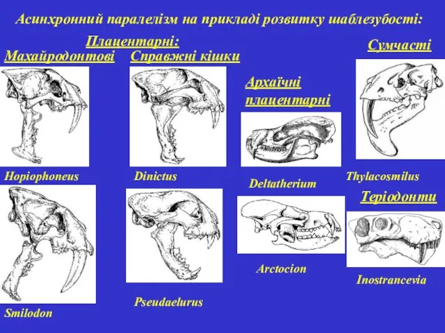 Асинхронний паралелізм на прикладі розвитку шаблезубості: Махайродонтові Справжні кішки Сумчасті Теріодонти