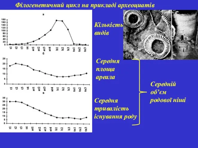 Філогенетичний цикл на прикладі археоциатів Кількість видів Середня площа ареала Середня