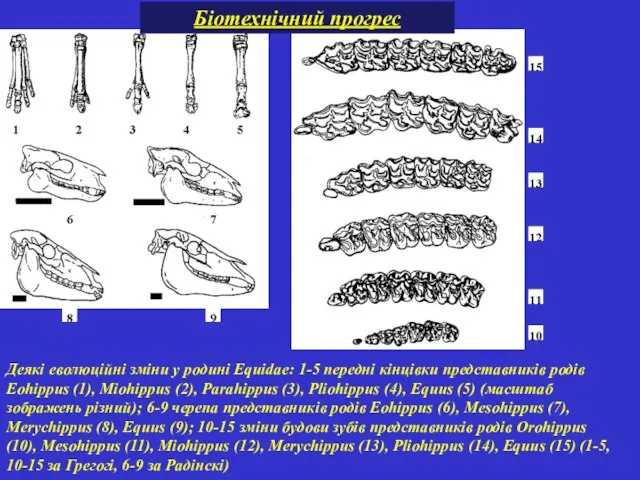 Деякі еволюційні зміни у родині Equidae: 1-5 передні кінцівки представників родів