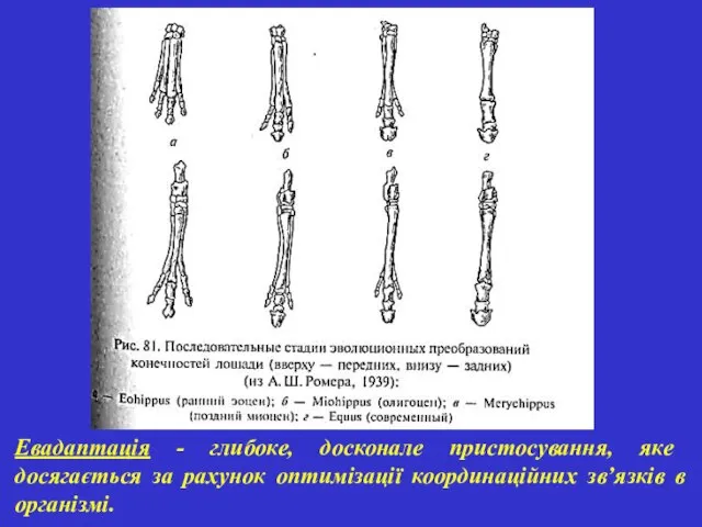 Евадаптація - глибоке, досконале пристосування, яке досягається за рахунок оптимізації координаційних зв’язків в організмі.