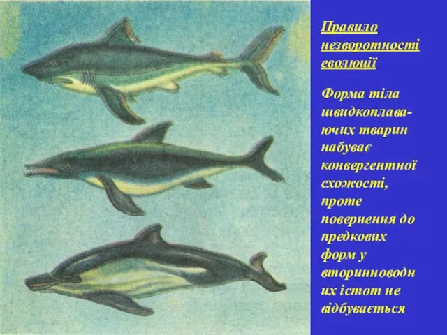 Правило незворотності еволюції Форма тіла швидкоплава-ючих тварин набуває конвергентної схожості, проте