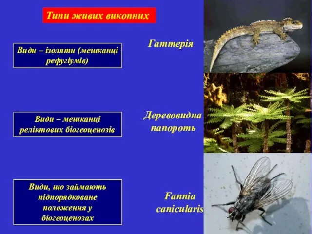 Види – ізоляти (мешканці рефугіумів) Типи живих викопних Види – мешканці