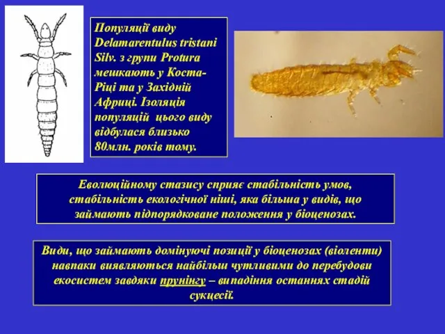 Популяції виду Delamarentulus tristani Silv. з групи Protura мешкають у Коста-Ріці