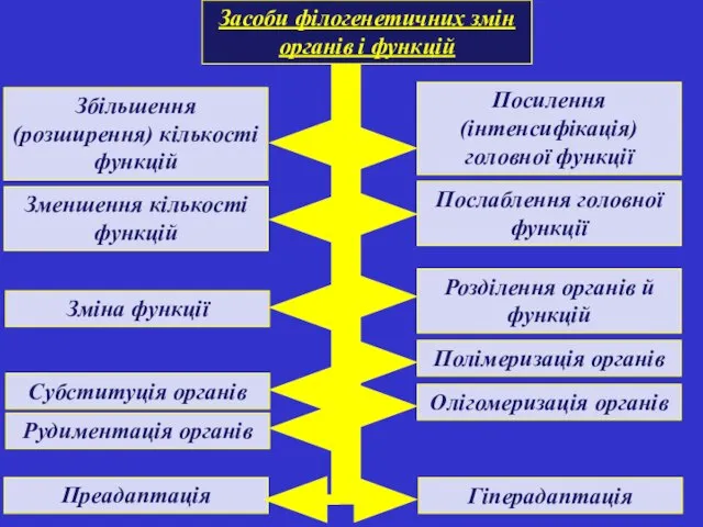 Засоби філогенетичних змін органів і функцій Збільшення (розширення) кількості функцій Посилення