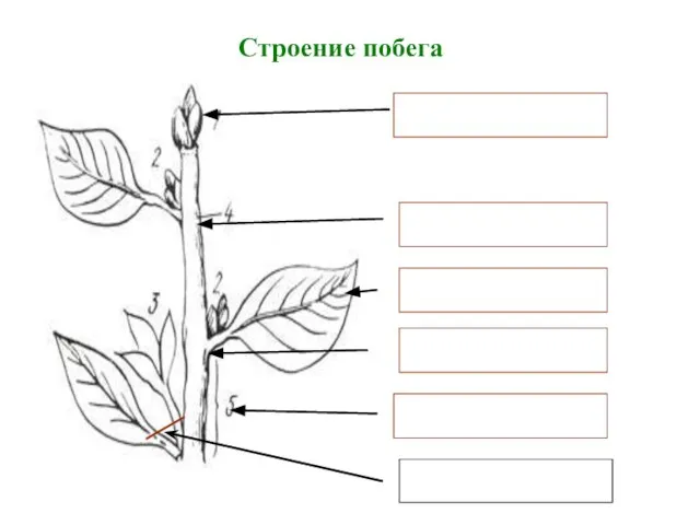 Строение побега