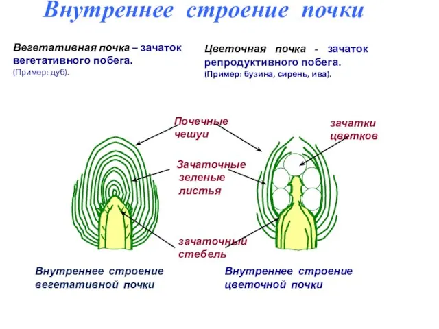 Вегетативная почка – зачаток вегетативного побега. (Пример: дуб). Внутреннее строение вегетативной