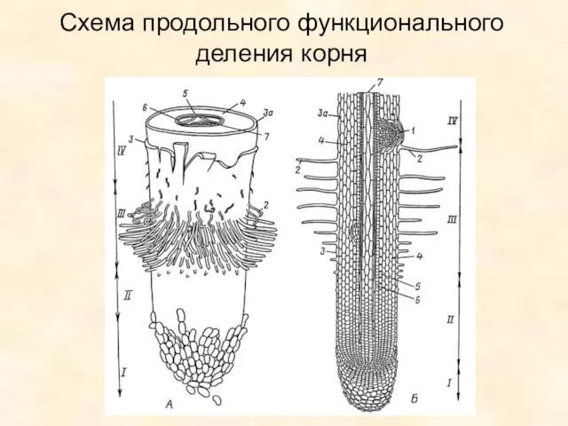 Схема продольного функционального деления корня