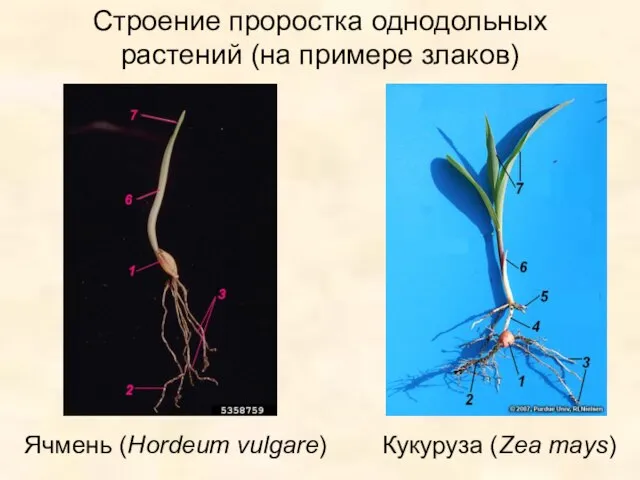 Строение проростка однодольных растений (на примере злаков) Ячмень (Hordeum vulgare) Кукуруза (Zea mays)