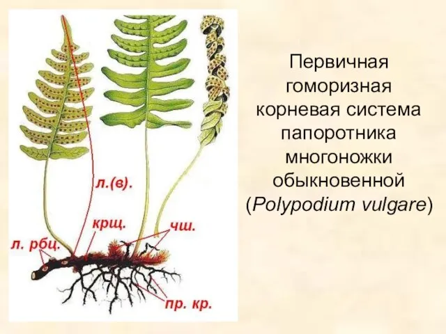 Первичная гоморизная корневая система папоротника многоножки обыкновенной (Polypodium vulgare)