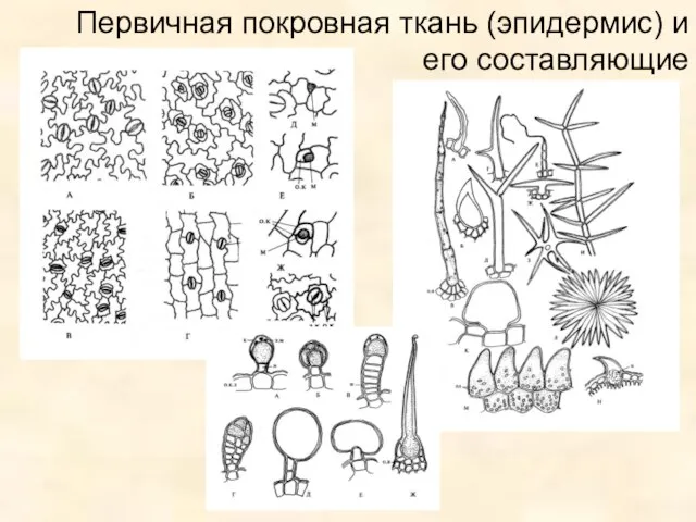 Первичная покровная ткань (эпидермис) и его составляющие