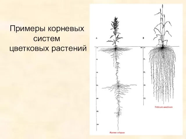 Примеры корневых систем цветковых растений