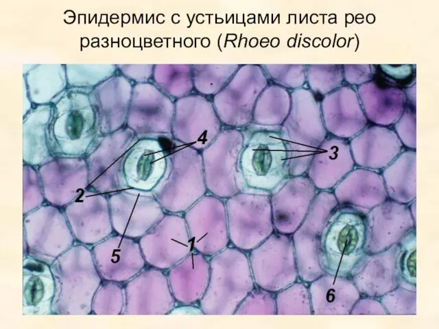 Эпидермис с устьицами листа рео разноцветного (Rhoeo discolor)