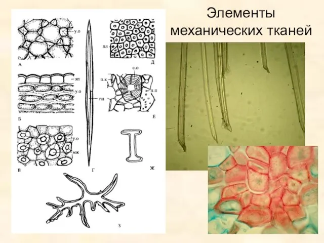 Элементы механических тканей