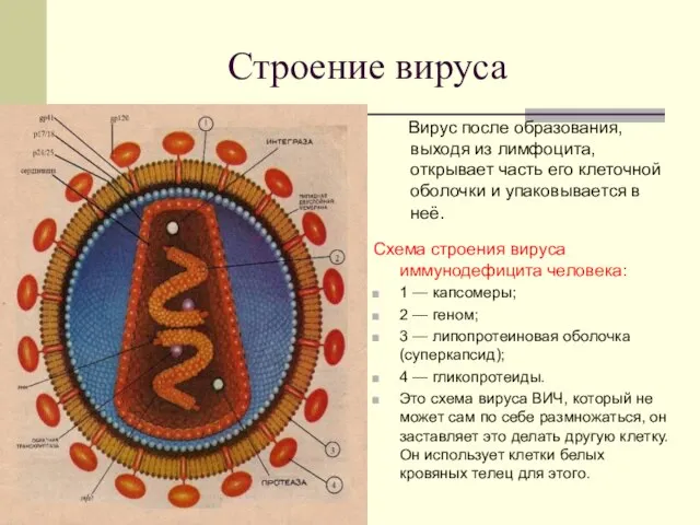 Строение вируса Вирус после образования, выходя из лимфоцита, открывает часть его