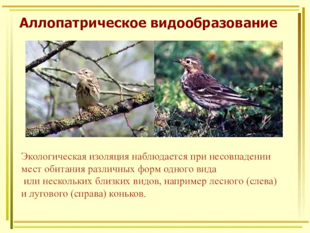 Аллопатрическое видообразование Экологическая изоляция наблюдается при несовпадении мест обитания различных форм