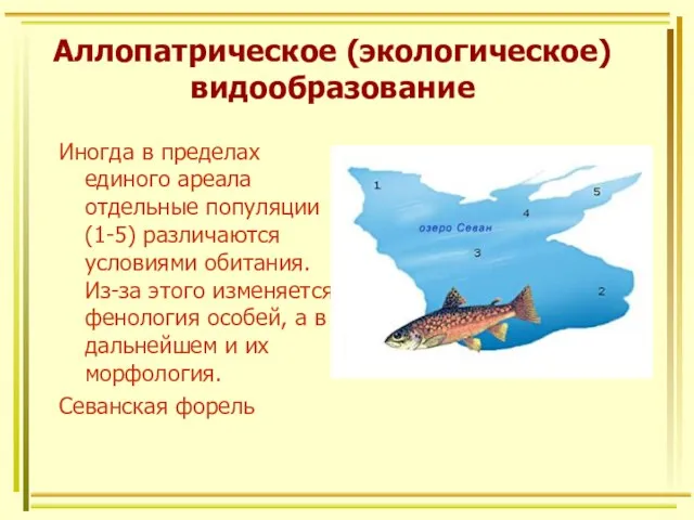 Аллопатрическое (экологическое) видообразование Иногда в пределах единого ареала отдельные популяции (1-5)