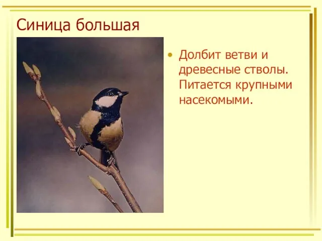 Синица большая Долбит ветви и древесные стволы. Питается крупными насекомыми.