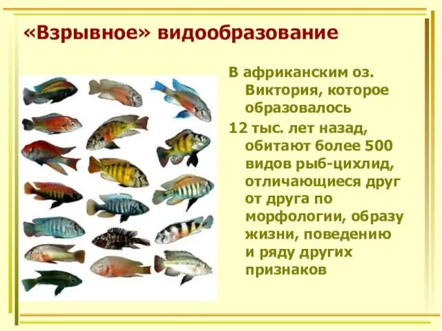 «Взрывное» видообразование В африканским оз. Виктория, которое образовалось 12 тыс. лет