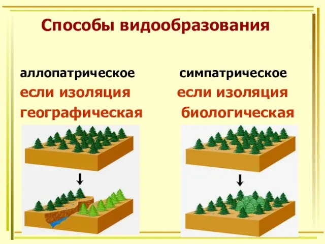 Способы видообразования аллопатрическое симпатрическое если изоляция если изоляция географическая биологическая