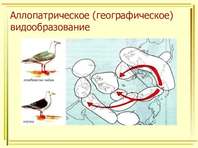 Аллопатрическое (географическое) видообразование