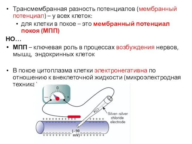 Трансмембранная разность потенциалов (мембранный потенциал) – у всех клеток: для клетки