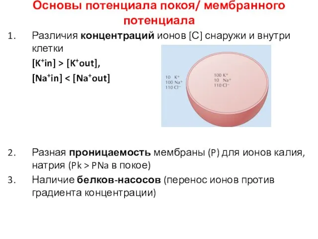 Основы потенциала покоя/ мембранного потенциала Различия концентраций ионов [С] снаружи и