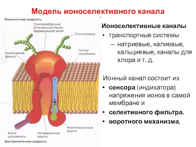 Модель ионоселективного канала Ионоселективные каналы транспортные системы натриевые, калиевые, кальциевые, каналы