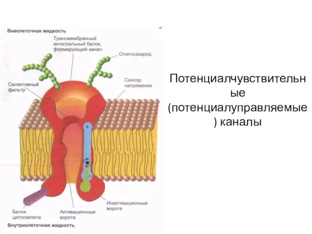 Потенциалчувствительные (потенциалуправляемые) каналы