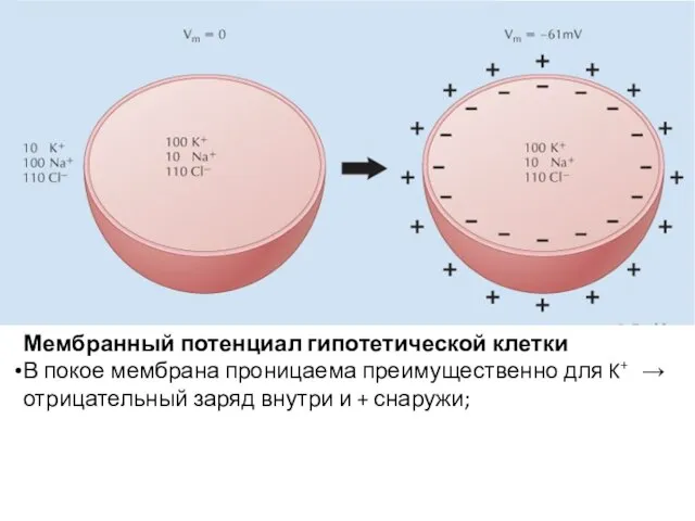 Мембранный потенциал гипотетической клетки В покое мембрана проницаема преимущественно для K+